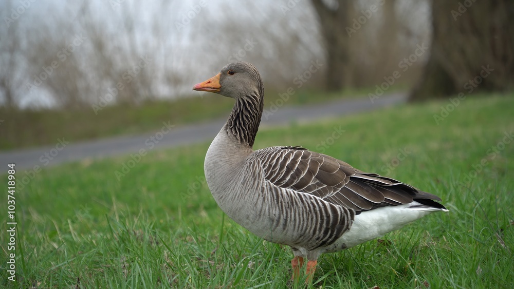 A Peaceful Scene Featuring A Duck Resting On Lush Green Grass By A Gentle River, Surrounded By The Beauty Of Nature, Showcasing The Harmony Between Wildlife, Water, And Verdant Landscape. A Peaceful Scene Featuring A Duck Resting On Lush Green Grass By A Gentle River, Surrounded By The Beauty Of Nature, Showcasing The Harmony Between Wildlife, Water, And Verdant Landscape.