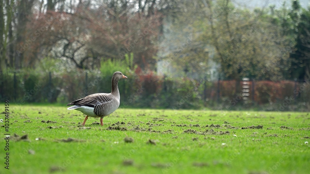 Fototapeta premium A Peaceful Scene Featuring A Duck Resting On Lush Green Grass By A Gentle River, Surrounded By The Beauty Of Nature, Showcasing The Harmony Between Wildlife, Water, And Verdant Landscape.