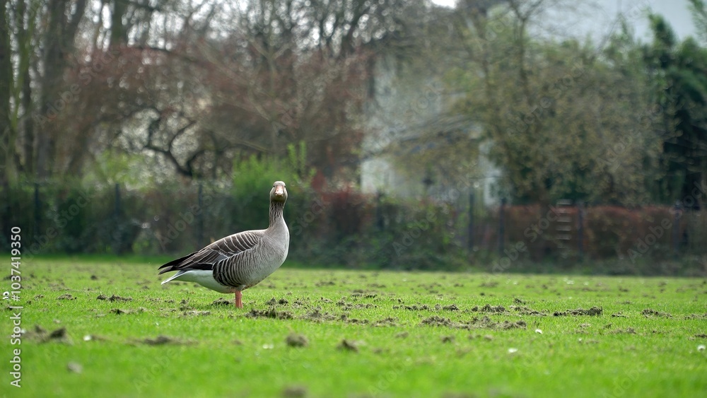 Fototapeta premium Graceful Goose Standing On Lush Green Grass By The Edge Of A Serene River, Surrounded By The Beauty Of Nature, Creating A Peaceful And Idyllic Scene That Showcases Harmony Between Wildlife And Its Hab