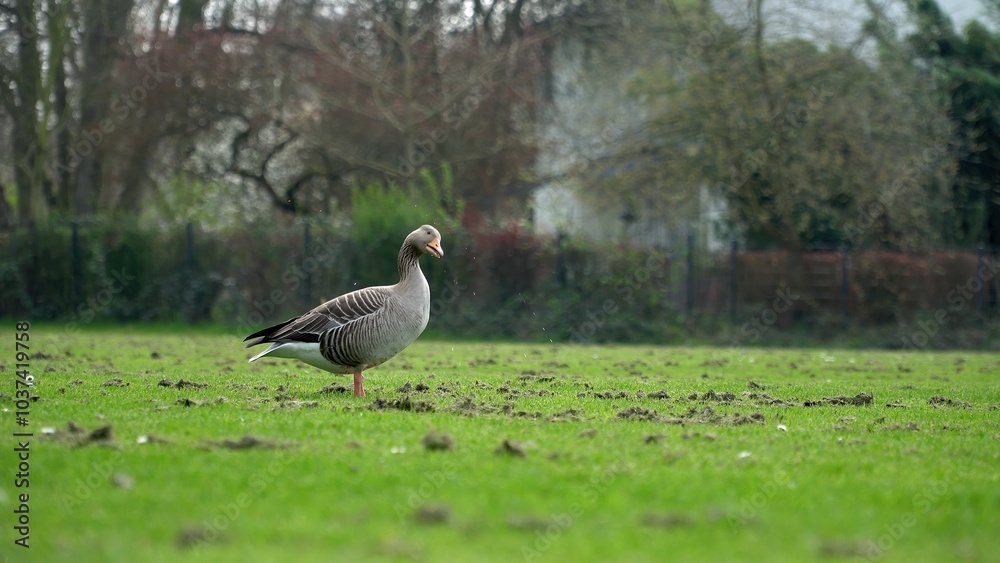 A Serene Duck Resting Calmly Near The Riverbank, Surrounded By Lush Greenery, Capturing The Tranquil Beauty Of Wildlife In Its Natural Habitat, Peacefully Coexisting With Nature.
A Serene Duck Resting Calmly Near The Riverbank, Surrounded By Lush Greenery, Capturing The Tranquil Beauty Of Wildlife In Its Natural Habitat, Peacefully Coexisting With Nature.