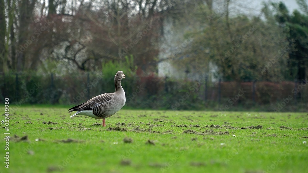 A Serene Duck Resting Calmly Near The Riverbank, Surrounded By Lush Greenery, Capturing The Tranquil Beauty Of Wildlife In Its Natural Habitat, Peacefully Coexisting With Nature. A Serene Duck Resting Calmly Near The Riverbank, Surrounded By Lush Greenery, Capturing The Tranquil Beauty Of Wildlife In Its Natural Habitat, Peacefully Coexisting With Nature.