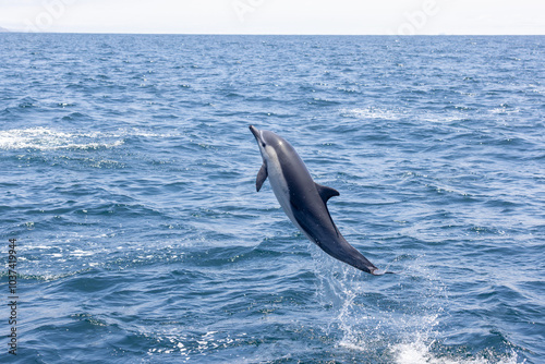 Photography A playful dolphin leaps gracefully out of the ocean, showcasing the beauty and energy of marine life