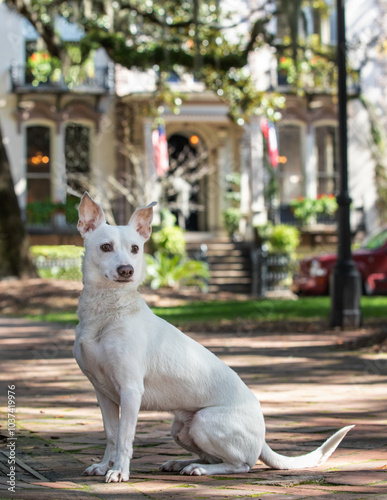 Small white terrier mix  in front of old historic home
