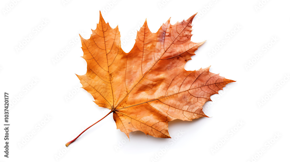Autumn leaves on an isolated white background. Autumn leaves on an isolated white background.