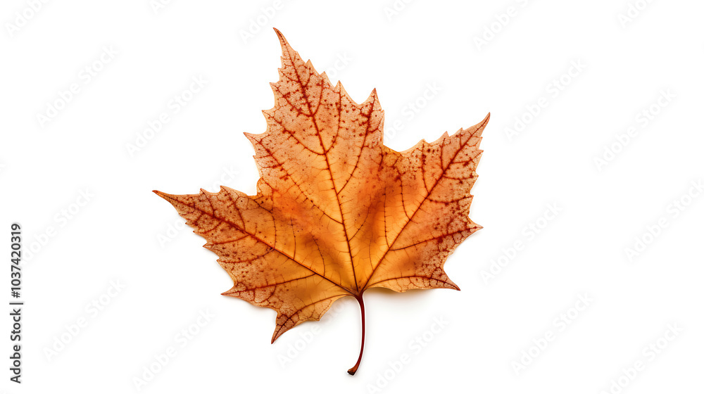 Fototapeta premium Autumn leaves on an isolated white background.