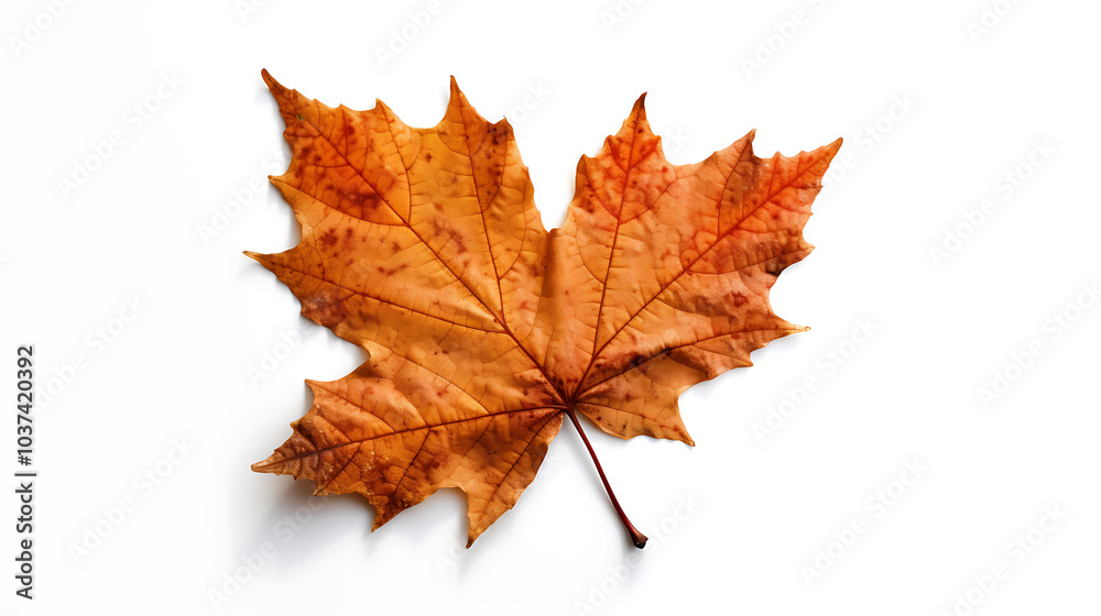 Autumn leaves on an isolated white background. Autumn leaves on an isolated white background.