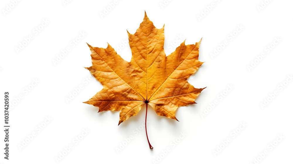 Autumn leaves on an isolated white background. Autumn leaves on an isolated white background.