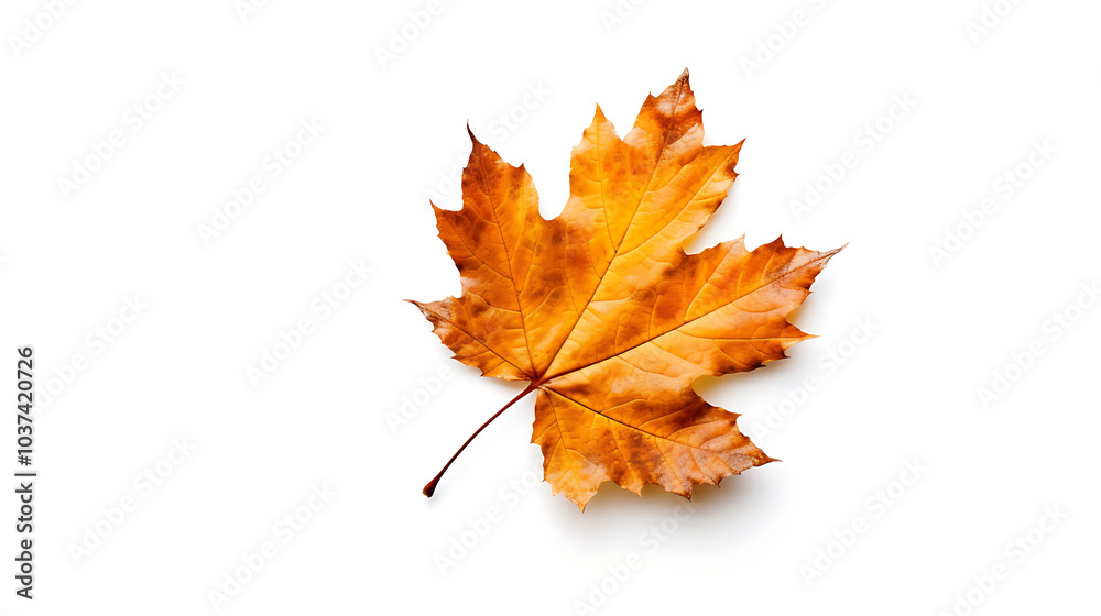 Autumn leaves on an isolated white background. Autumn leaves on an isolated white background.