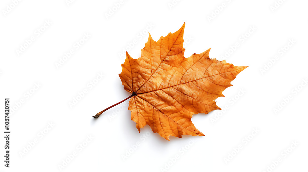 Fototapeta premium Autumn leaves on an isolated white background.