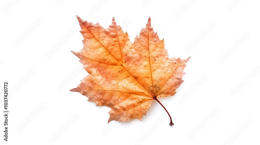 Autumn leaves on an isolated white background. Autumn leaves on an isolated white background.