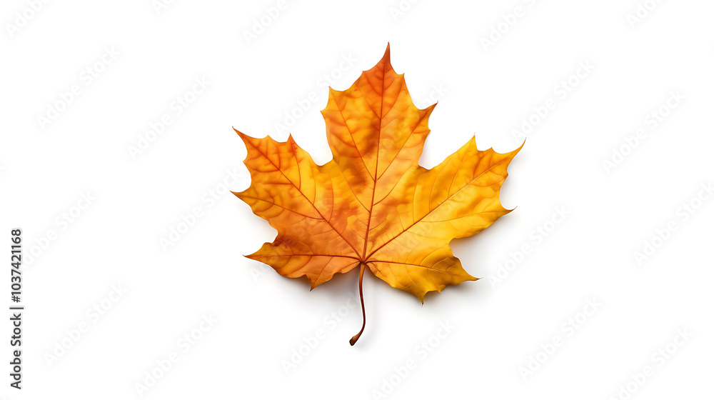 Autumn leaves on an isolated white background. Autumn leaves on an isolated white background.