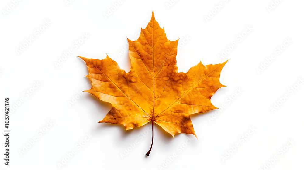Autumn leaves on an isolated white background. Autumn leaves on an isolated white background.