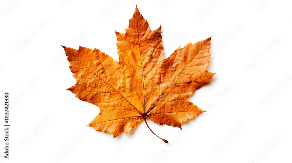 Autumn leaves on an isolated white background. Autumn leaves on an isolated white background.