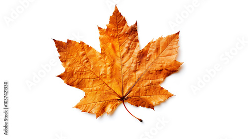 Autumn leaves on an isolated white background.