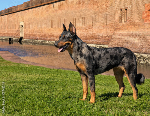 Beauceron at national historic site Ft. Pulaski