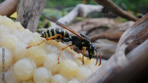 Wasp eats sweet discarded maize in compost heap, macro video