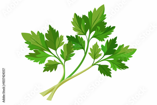 Fresh parsley twigs, spicy herb, vector illustration