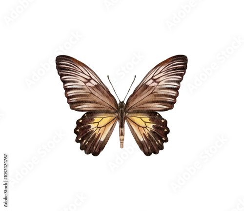 Watercolor colorful butterflies, isolated on white background. brown, yellow and red butterfly spring