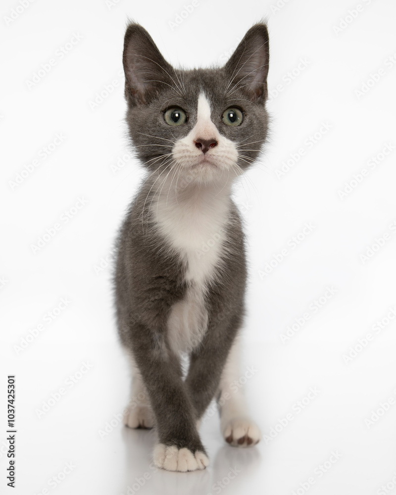Grey and white kitten on high key backround Grey and white kitten on high key backround