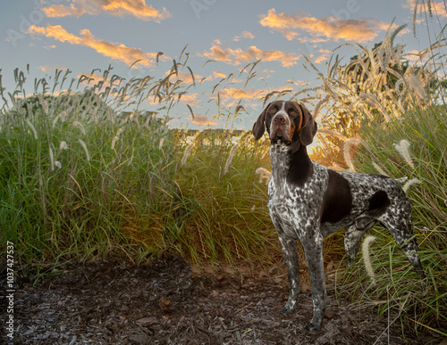 German Shorthair Pointer standing in pampas grass; german shorthair pointer standing looking regal in grass at sunset.