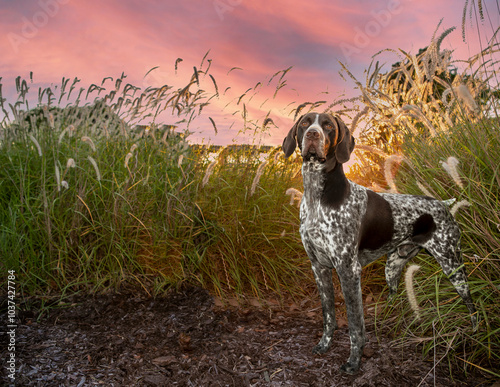 German Shorthair Pointer standing in grass in front of red sky sunset