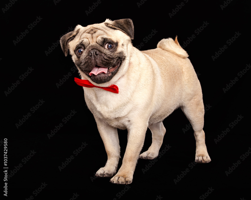 Pug dog on black background wearing red bow tie smiling Pug dog on black background wearing red bow tie smiling