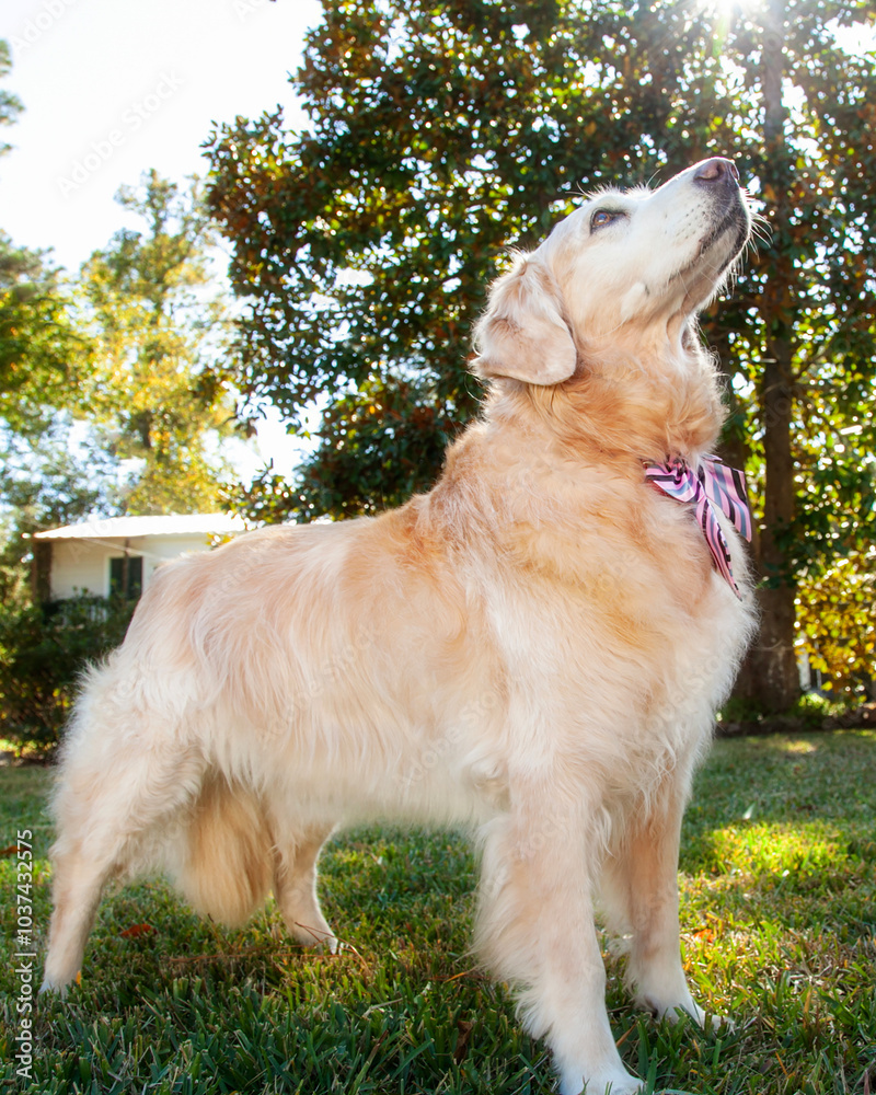 Golden Retriever standing with nose to sun Golden Retriever standing with nose to sun