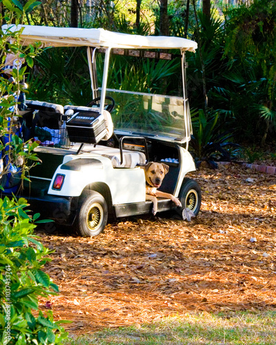 Yellow lab resting in parked golf cart