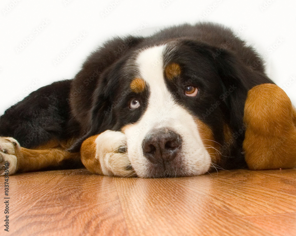 Tired dog. Tired dog.