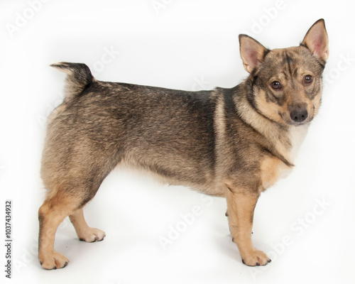 swedish vallhund with small tail in stacked position