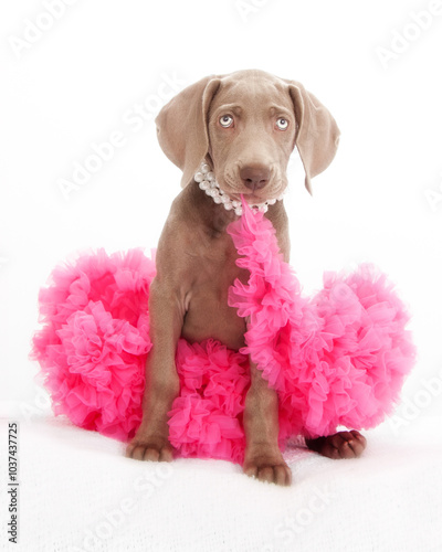 Puppy wearing and eating tutu