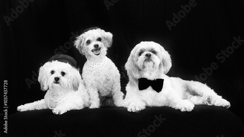 The shih tzus wearing berets photo