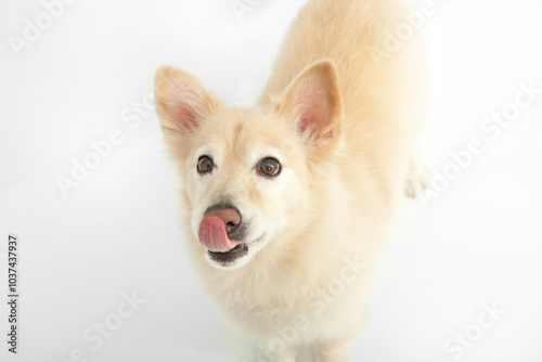 White fluffy corgi mix  looking up at camera licking lips