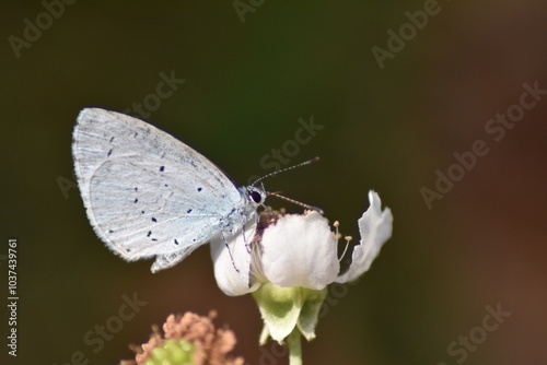 Holly blue butterfly (Celastrina Argiolus "mariposa nayade")