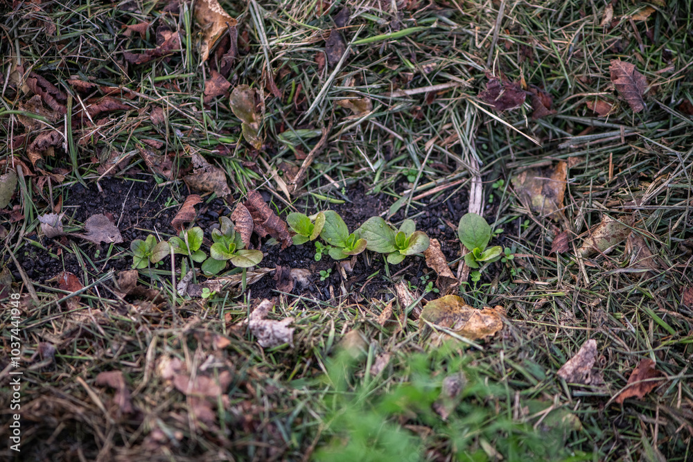 Garten im Herbst, Beet mulchen mit Grasschnitt, Garten im Herbst, Beet mulchen mit Grasschnitt,