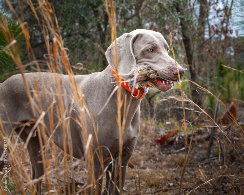 Weimaraner hunting quail with bird in mouth