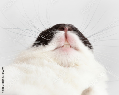 teeth of bunny rabbit
