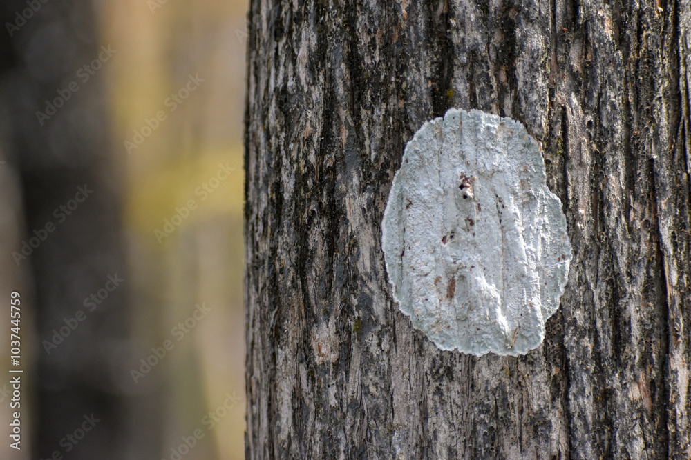 Fototapeta premium Circle Fungi on Tree
