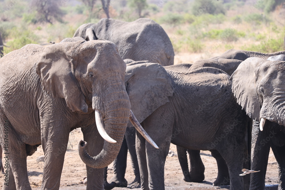 Fototapeta premium Stunning image of a herd of African elephants walking majestically through the savannah of Tanzania, with the warm light of the sunset highlighting the grandeur of these animals and the vast landscape
