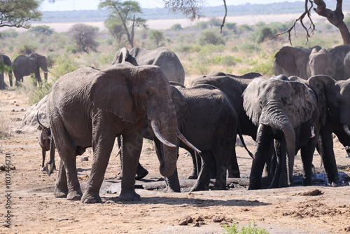 Stunning image of a herd of African elephants walking majestically through the savannah of Tanzania, with the warm light of the sunset highlighting the grandeur of these animals and the vast landscape