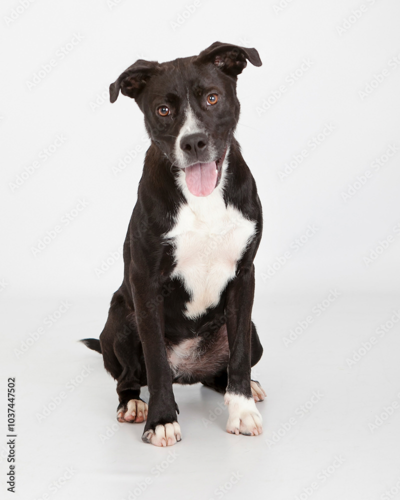 black and white mix breed on isolated high key white black and white mix breed on isolated high key white