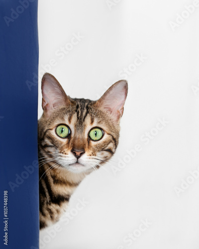 Single cat on isolated high key white background peeking around blue wall