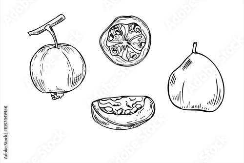 Whole and cut guava fruit vector food illustration set painted by black inks. Tropical sweet plant monochrome flat in graphic realistic style. Edible element for recipe decor, for coloring book.