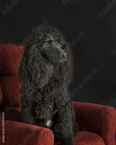 Black poodle on black background in red chair