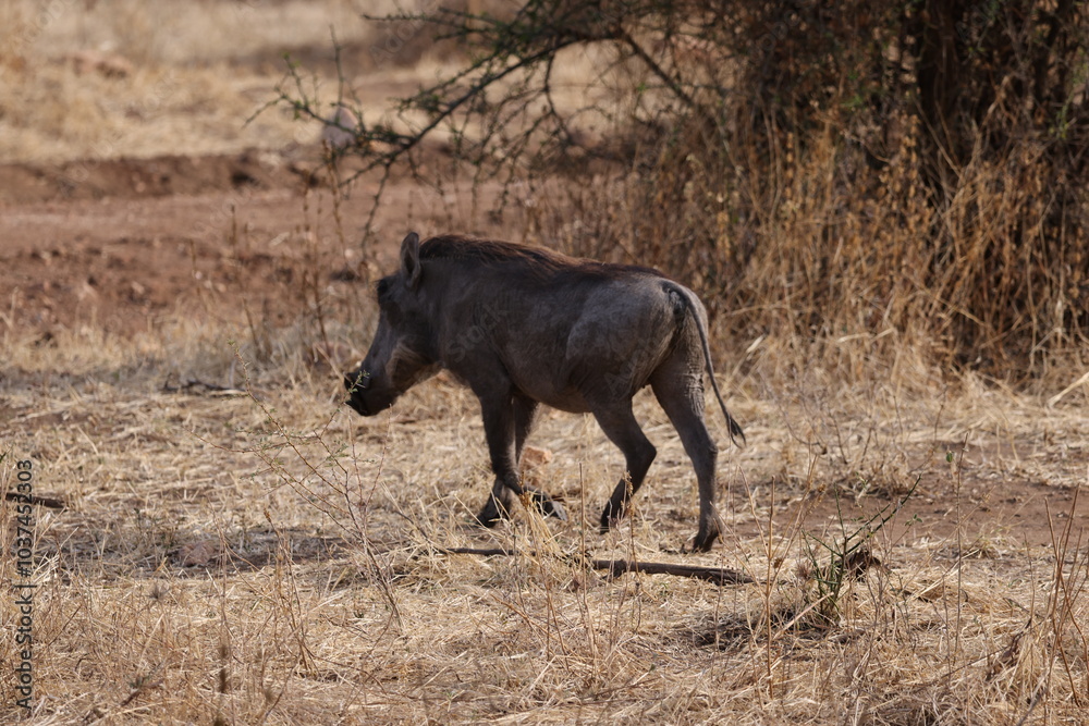 Close-up image of a warthog, also known as 'Pumba' in Swahili, roaming the open savannah of Tanzania. The photo captures the distinctive features of this wild animal, including its upward-curved tusks Close-up image of a warthog, also known as 'Pumba' in Swahili, roaming the open savannah of Tanzania. The photo captures the distinctive features of this wild animal, including its upward-curved tusks