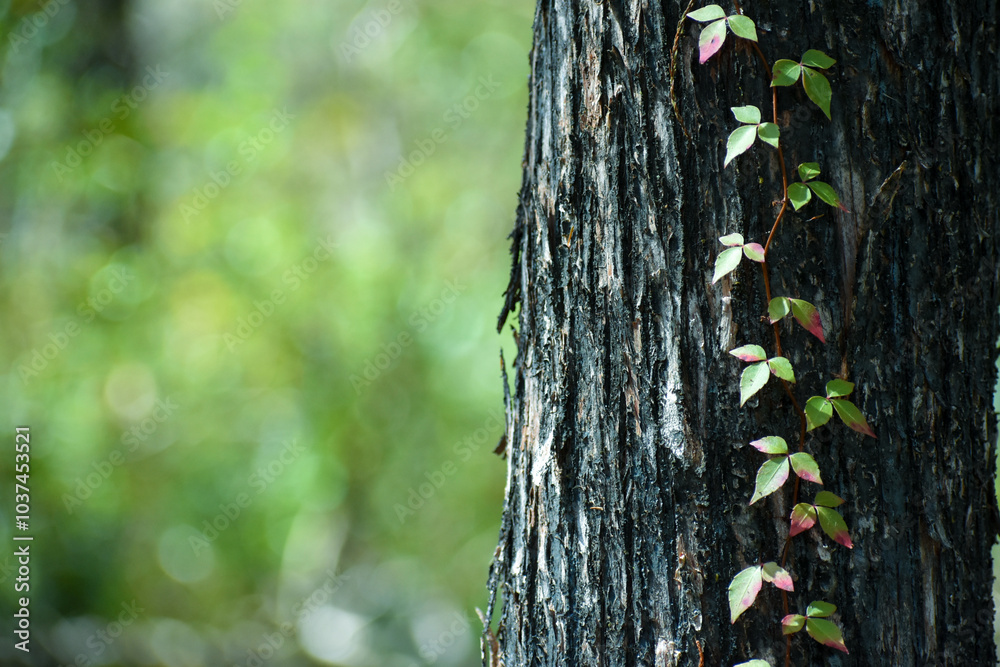 Fototapeta premium Vine on a Tree Trunk