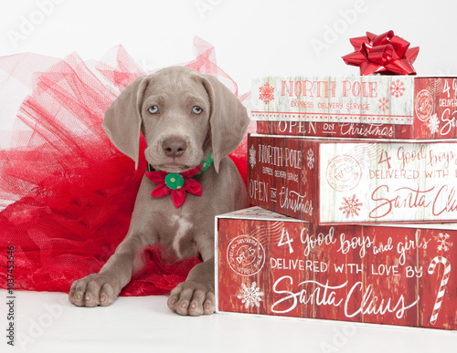 Weimaraner puppy with christmas gifts