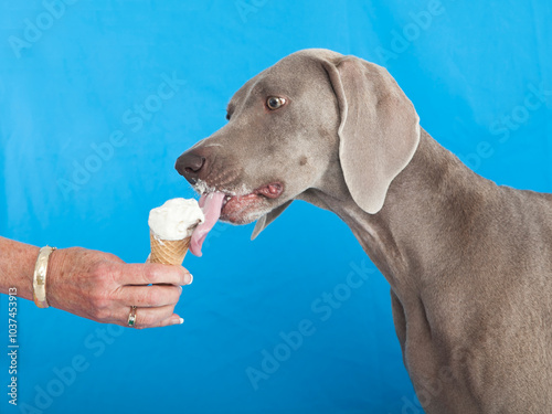 Weimaraner licking ice cream
