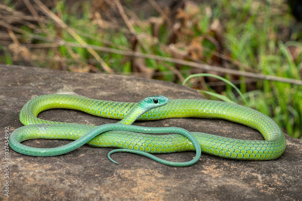 A beautiful Western Natal Green Snake (Philothamnus occidentalis) on a large rock in the wild A beautiful Western Natal Green Snake (Philothamnus occidentalis) on a large rock in the wild