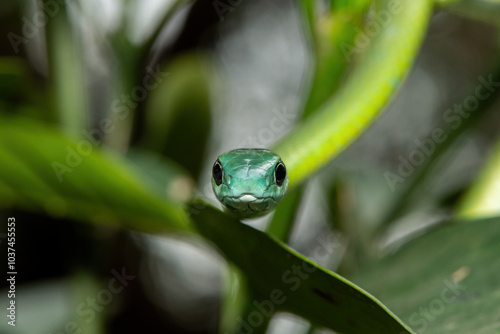 Принти на полотні Close-up of a beautiful Western Natal Green Snake (Philothamnus occidentalis) in